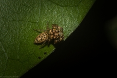 Opisthoncus barbipalpis