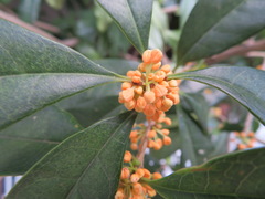 Osmanthus fragrans aurantiacus