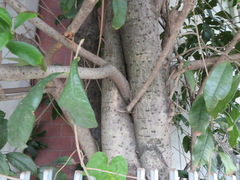 Osmanthus fragrans aurantiacus