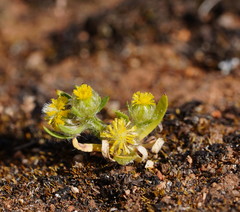 Triptilodiscus pygmaeus