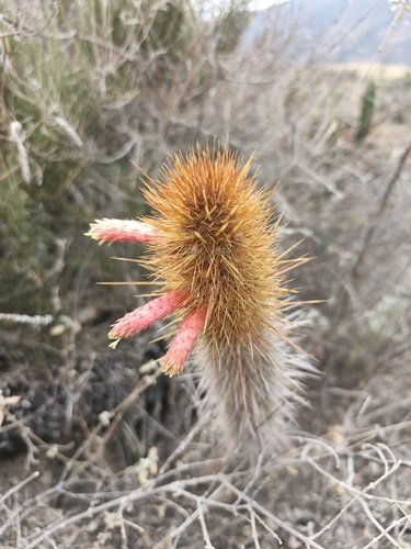 Cleistocactus luribayensis, photograph 5