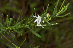 Philotheca queenslandica