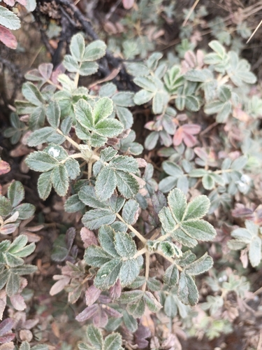 Polylepis pacensis