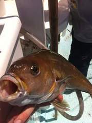 Caulolatilus princeps