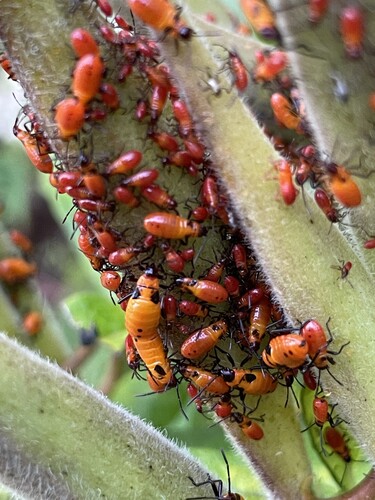 Large Milkweed Bug photographed in Georgia