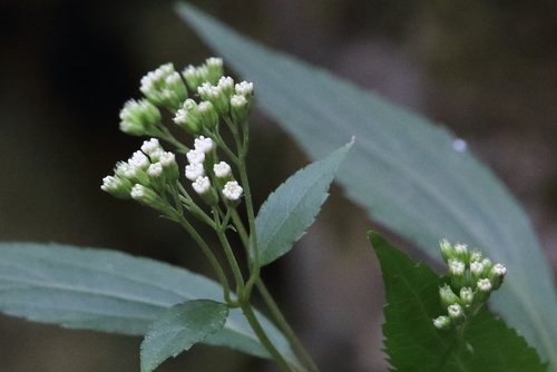 Ageratina riparia