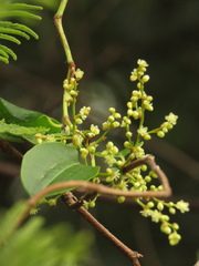 Muehlenbeckia tamnifolia