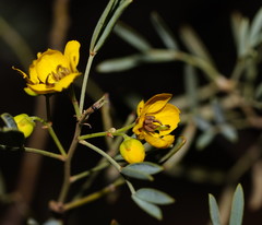 Senna artemisioides coriacea