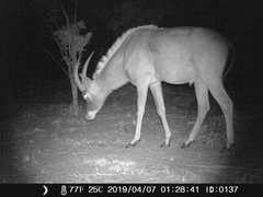 Hippotragus equinus koba