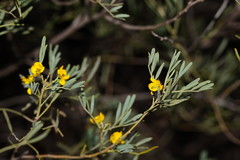 Senna artemisioides coriacea