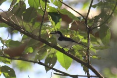 Dryoscopus senegalensis