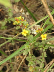 Chaetolepis microphylla