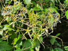 Clematis apiifolia