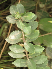 Ilex kunthiana