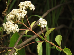 Stevia ovata