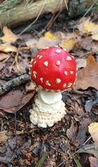 Amanita muscaria