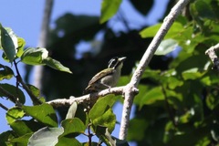 Pogoniulus subsulphureus