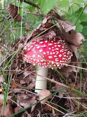 Amanita muscaria