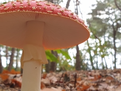 Amanita muscaria