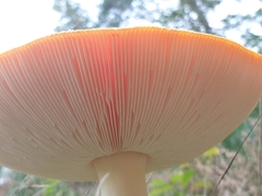 Amanita muscaria