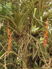 Vriesea tequendamae