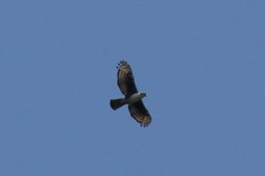 Aquila africana