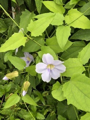 Thunbergia laurifolia
