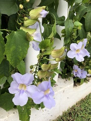 Thunbergia laurifolia