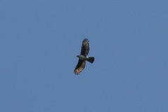 Aquila africana