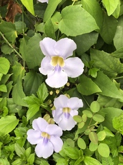 Thunbergia laurifolia