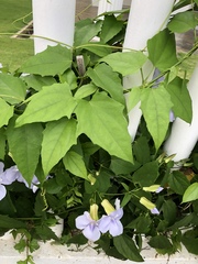 Thunbergia laurifolia