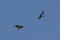 Aquila africana
