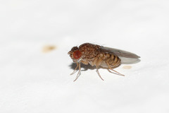 Drosophila