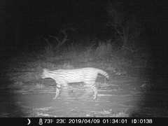 Leptailurus serval constantina