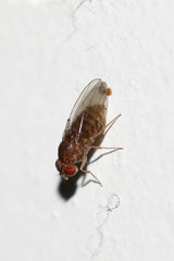 Drosophila
