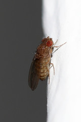 Drosophila repleta