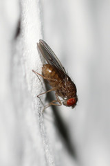 Drosophila repleta