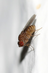 Drosophila repleta