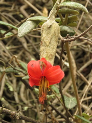 Mutisia clematis
