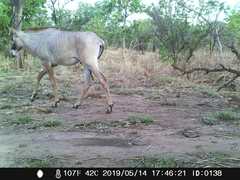 Hippotragus equinus koba