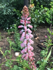 Lachenalia youngii