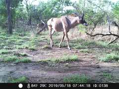 Hippotragus equinus koba