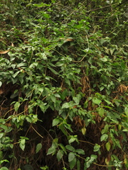 Valeriana clematitis