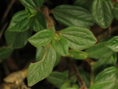 Peperomia tequendamana