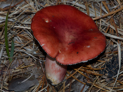 Russula torulosa