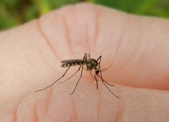 Aedes triseriatus