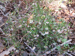 Laxmannia orientalis