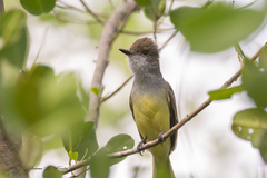 Myiarchus tyrannulus