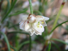 Laxmannia orientalis