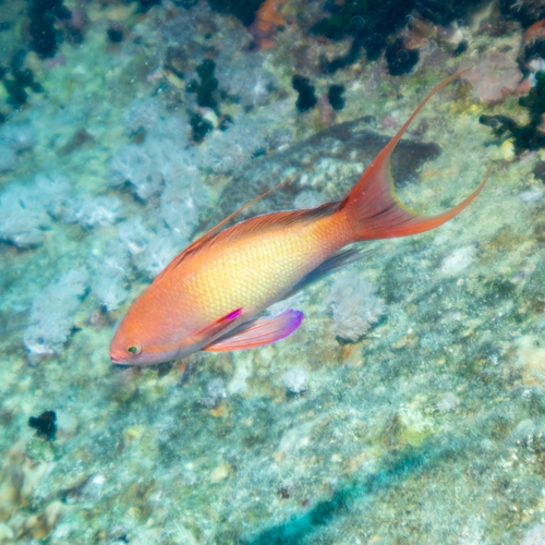Lyretail Anthias — seen at this dive site